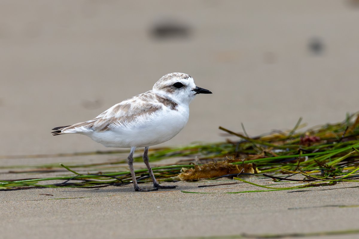 Snowy Plover