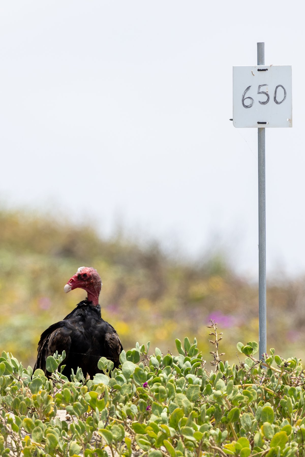 Turkey Vulture