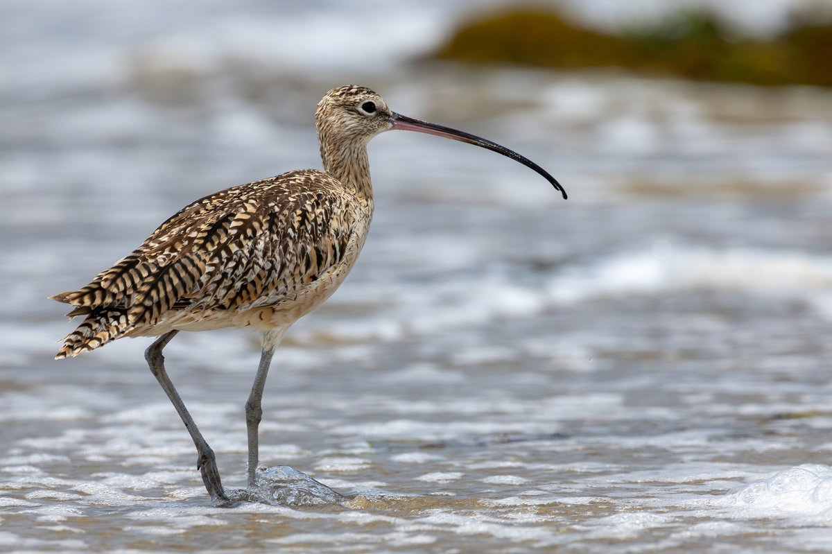 Long-billed Curlew