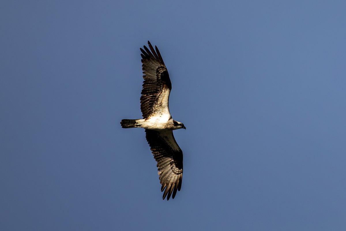 Osprey