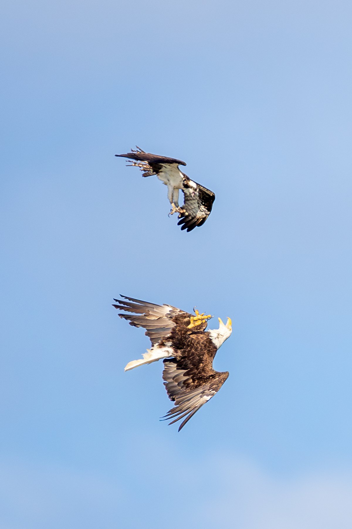 Osprey