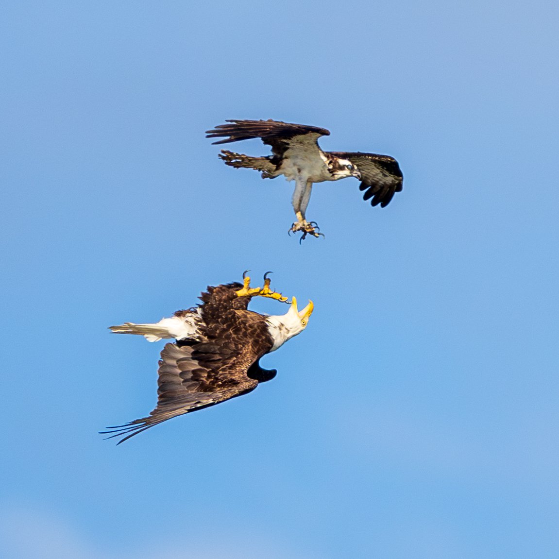 Osprey