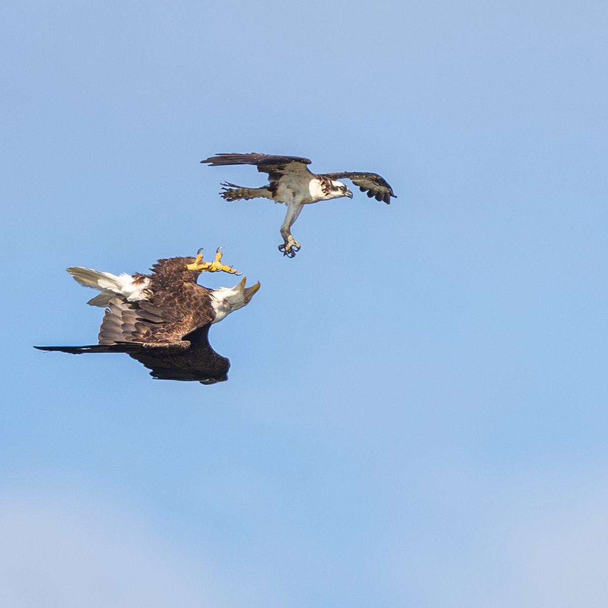 Bald Eagle