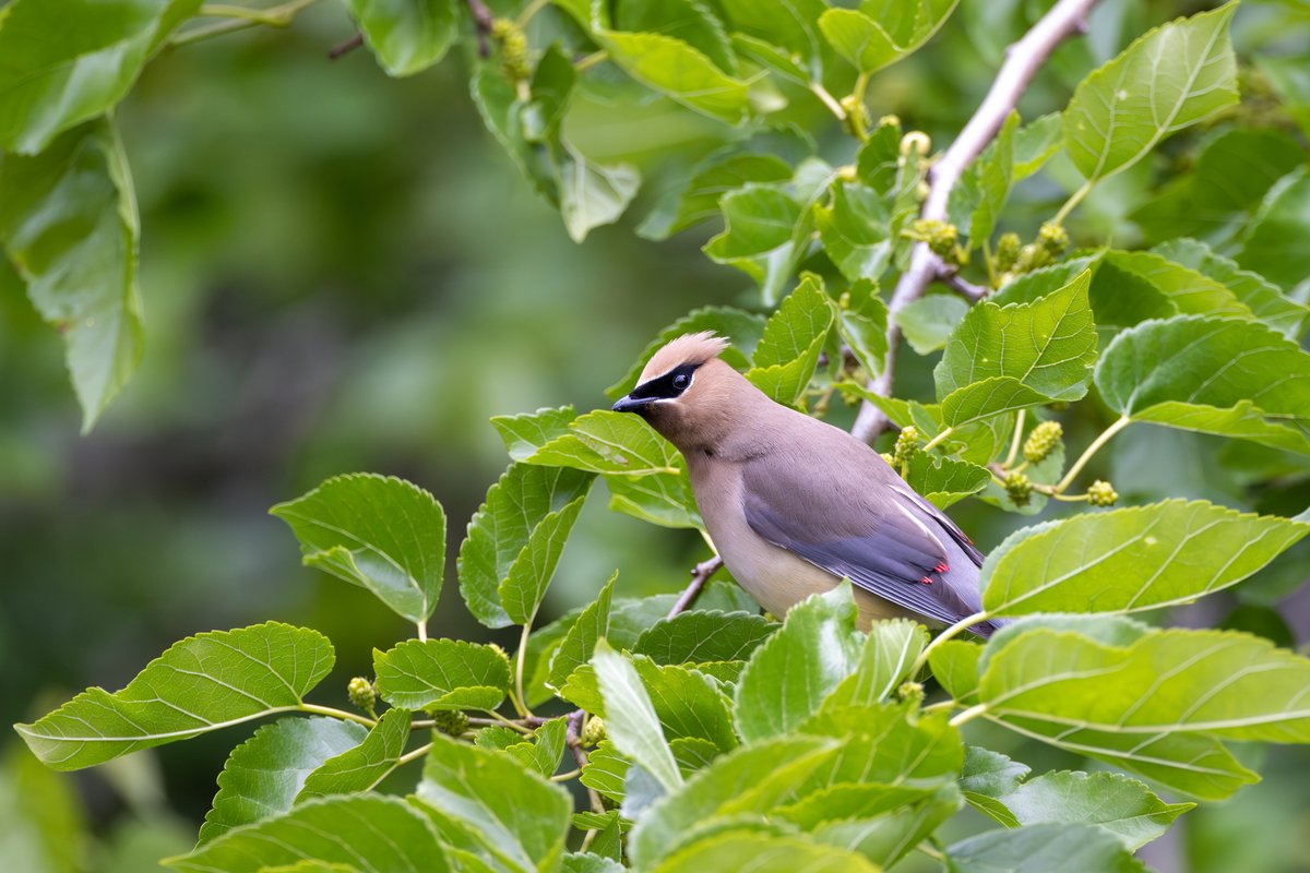 Cedar Waxwing