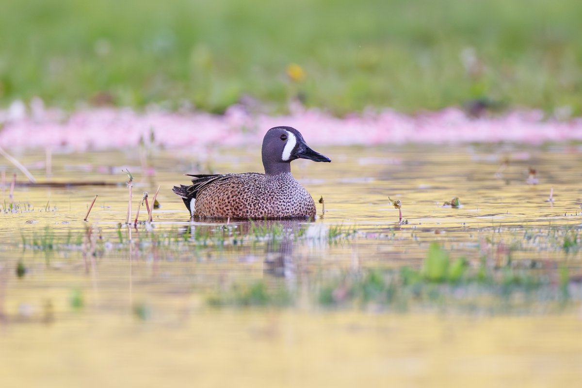 Blue-winged Teal