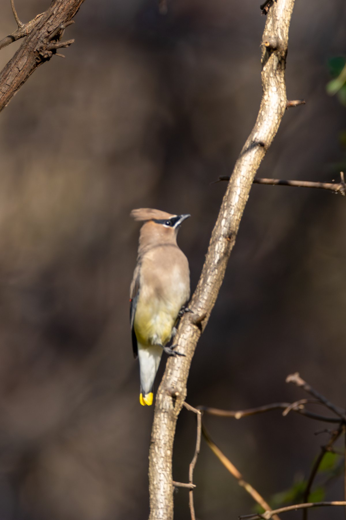 Cedar Waxwing