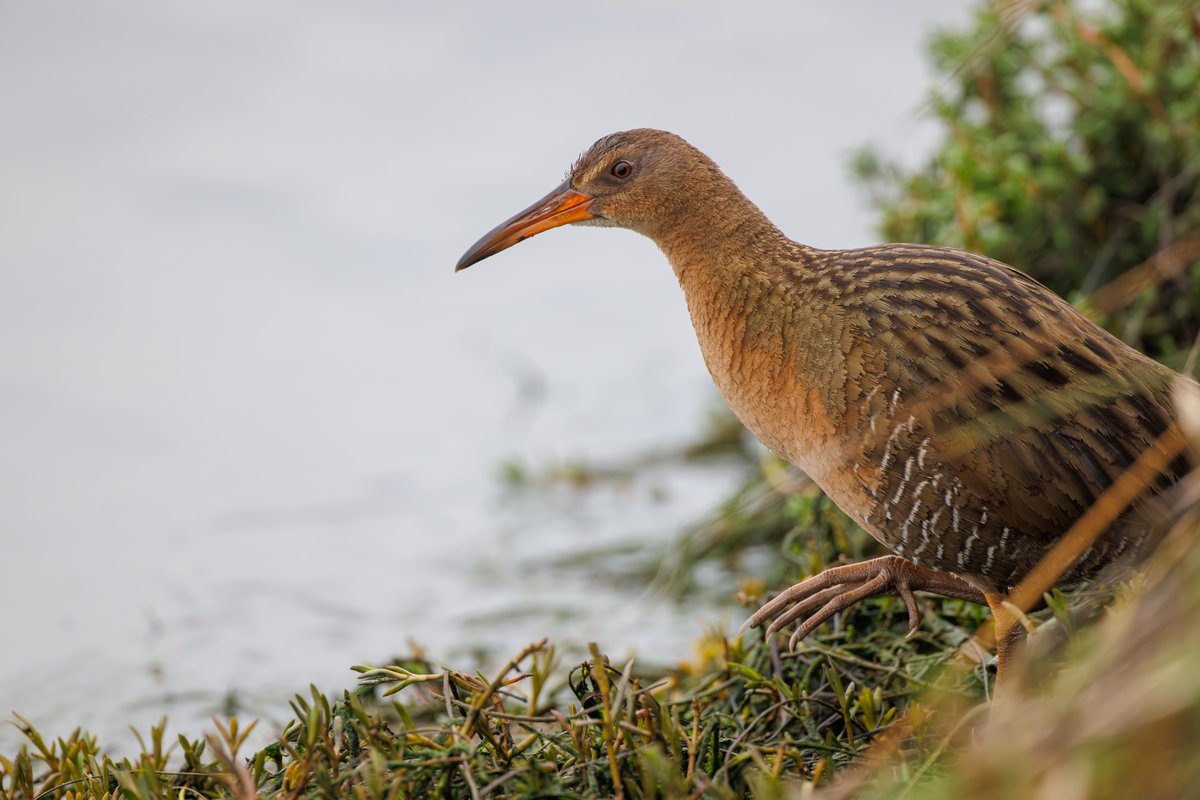 Ridgway's Rail
