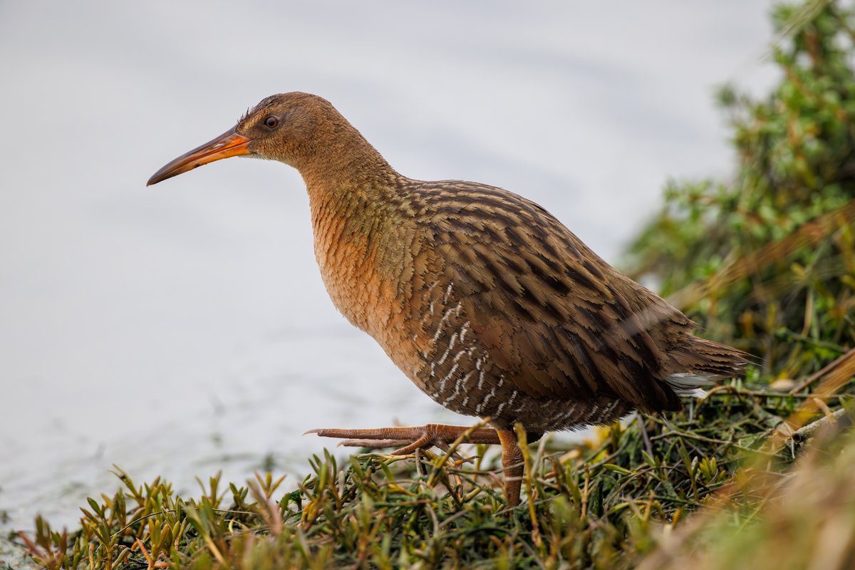Ridgway's Rail