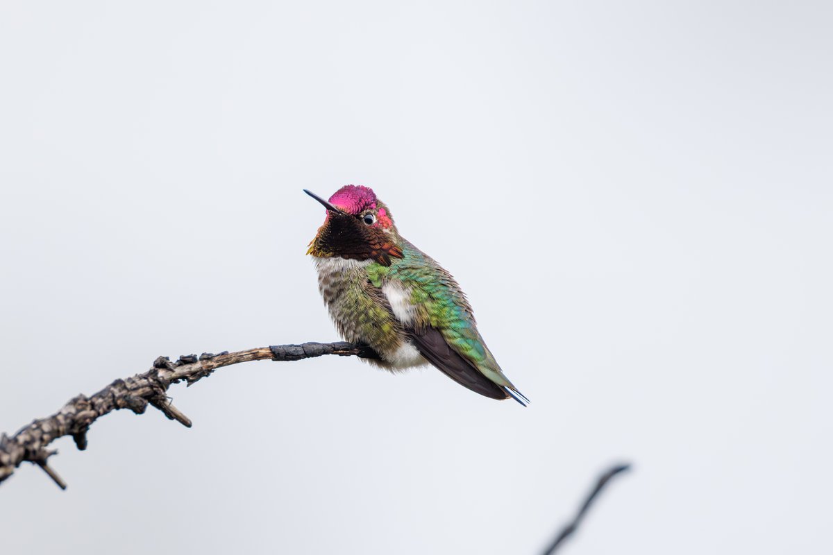 Anna's Hummingbird