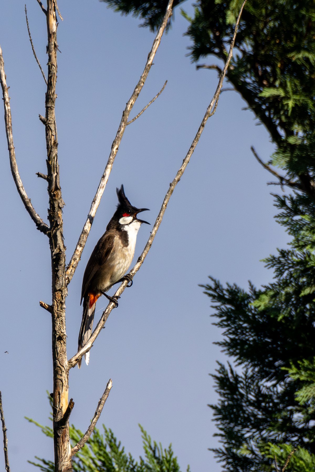 Red-whiskered Bulbul