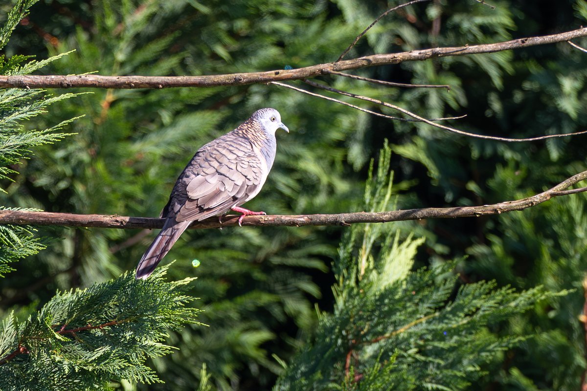 Peaceful Dove