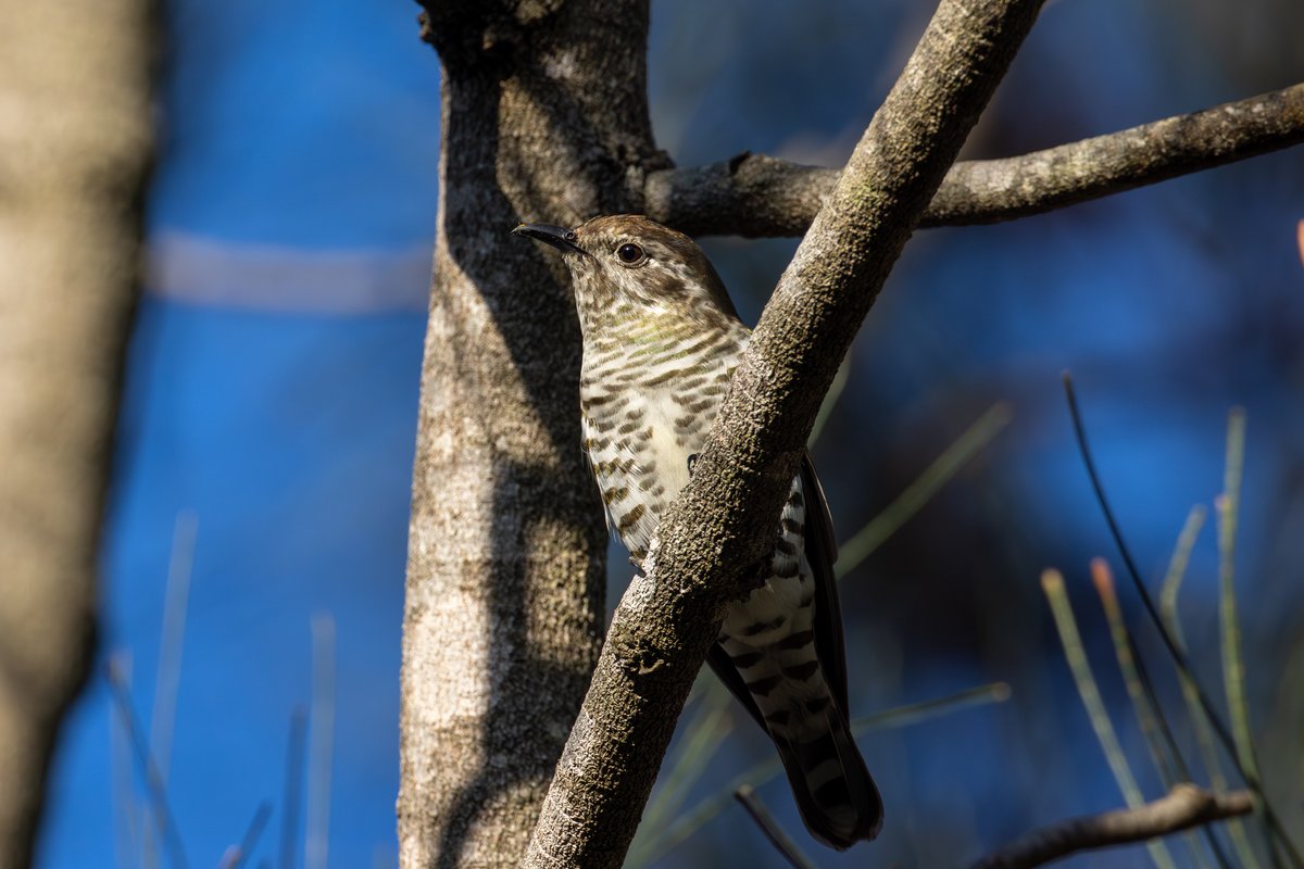 Shining Bronze-Cuckoo