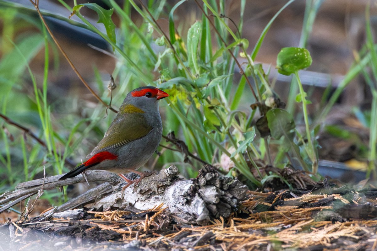 Red-browed Finch