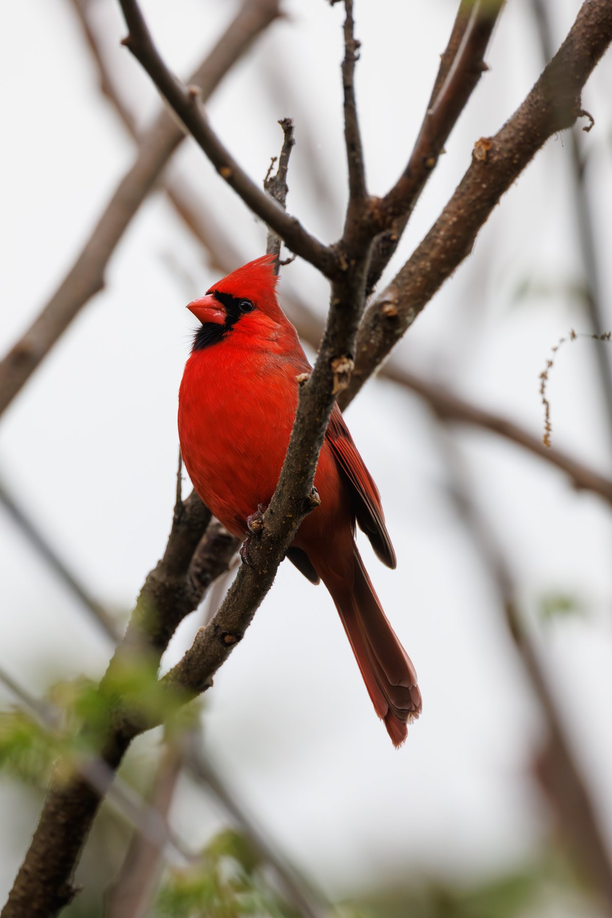 Northern Cardinal
