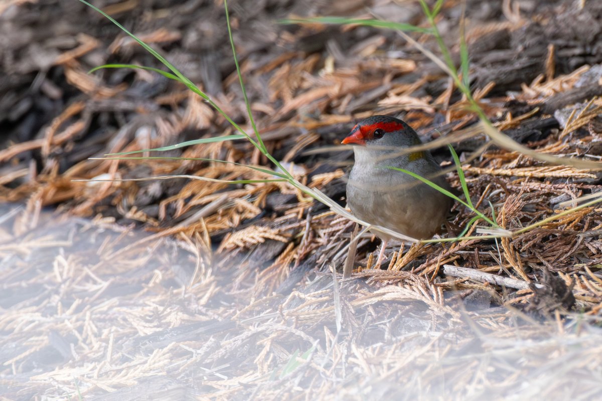 Red-browed Finch