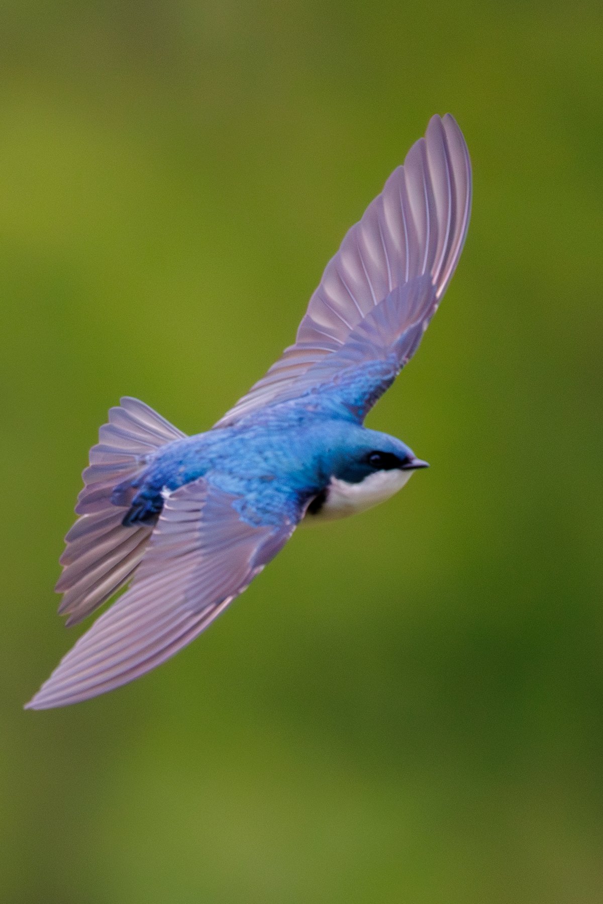 Tree Swallow