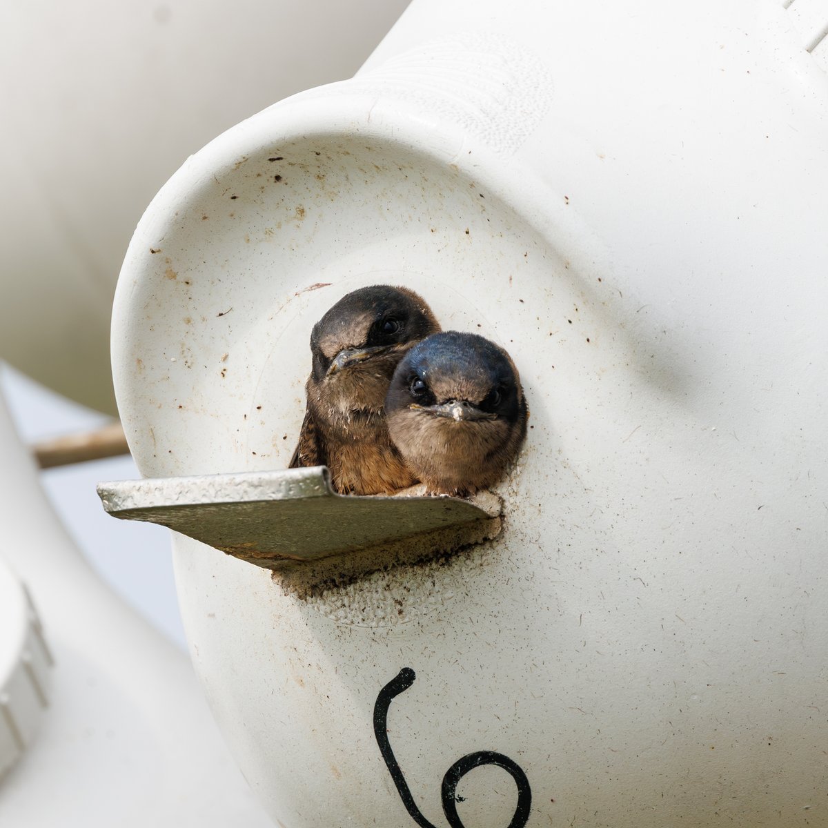 Purple Martin