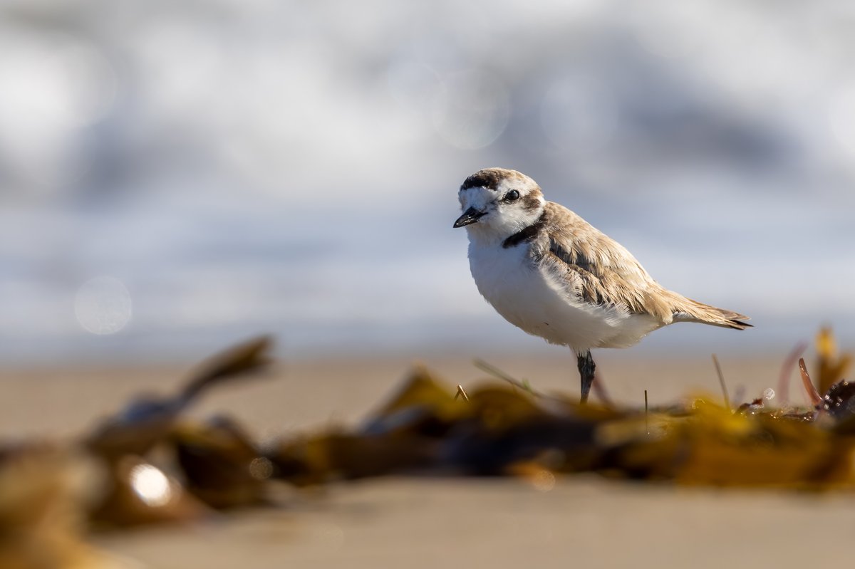 Snowy Plover