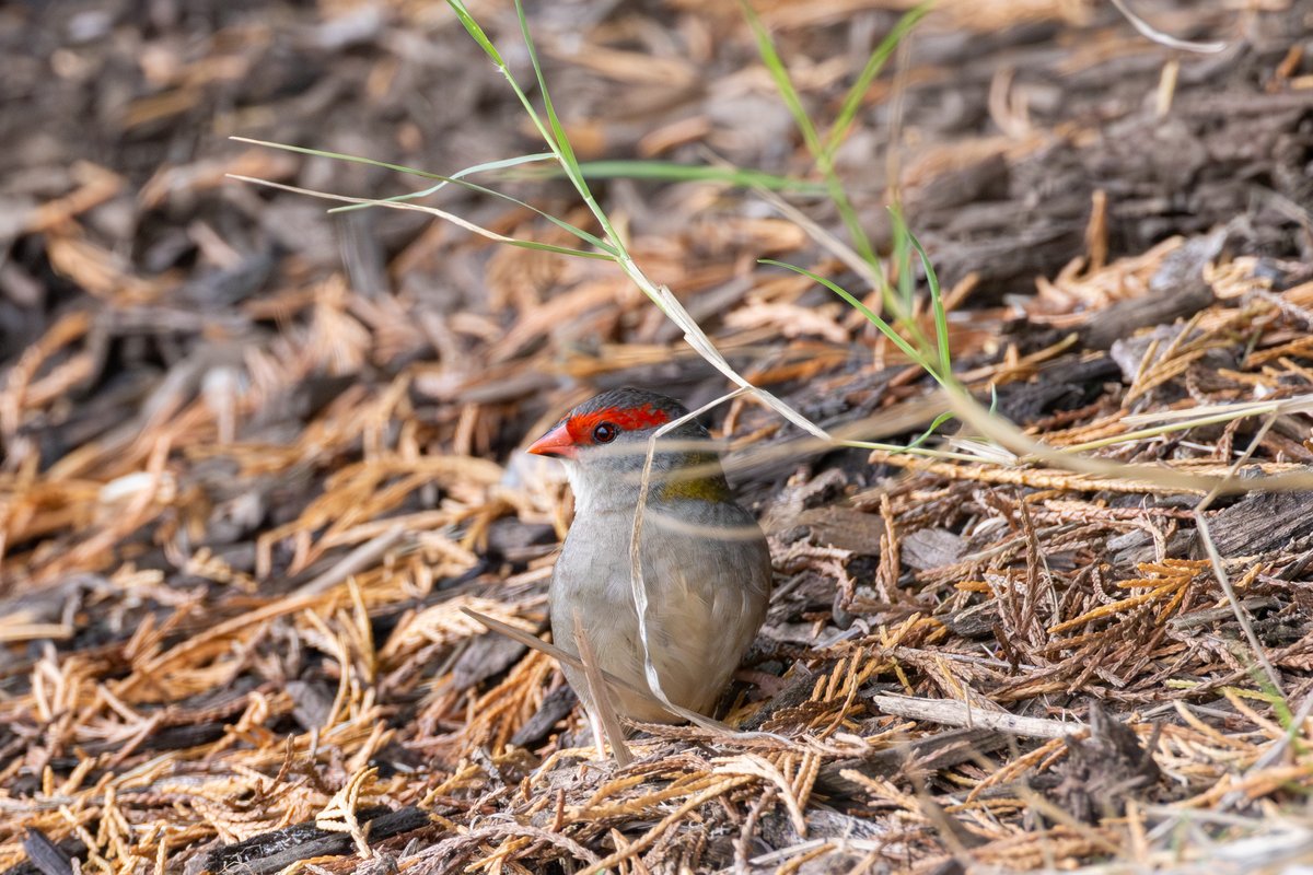Red-browed Finch