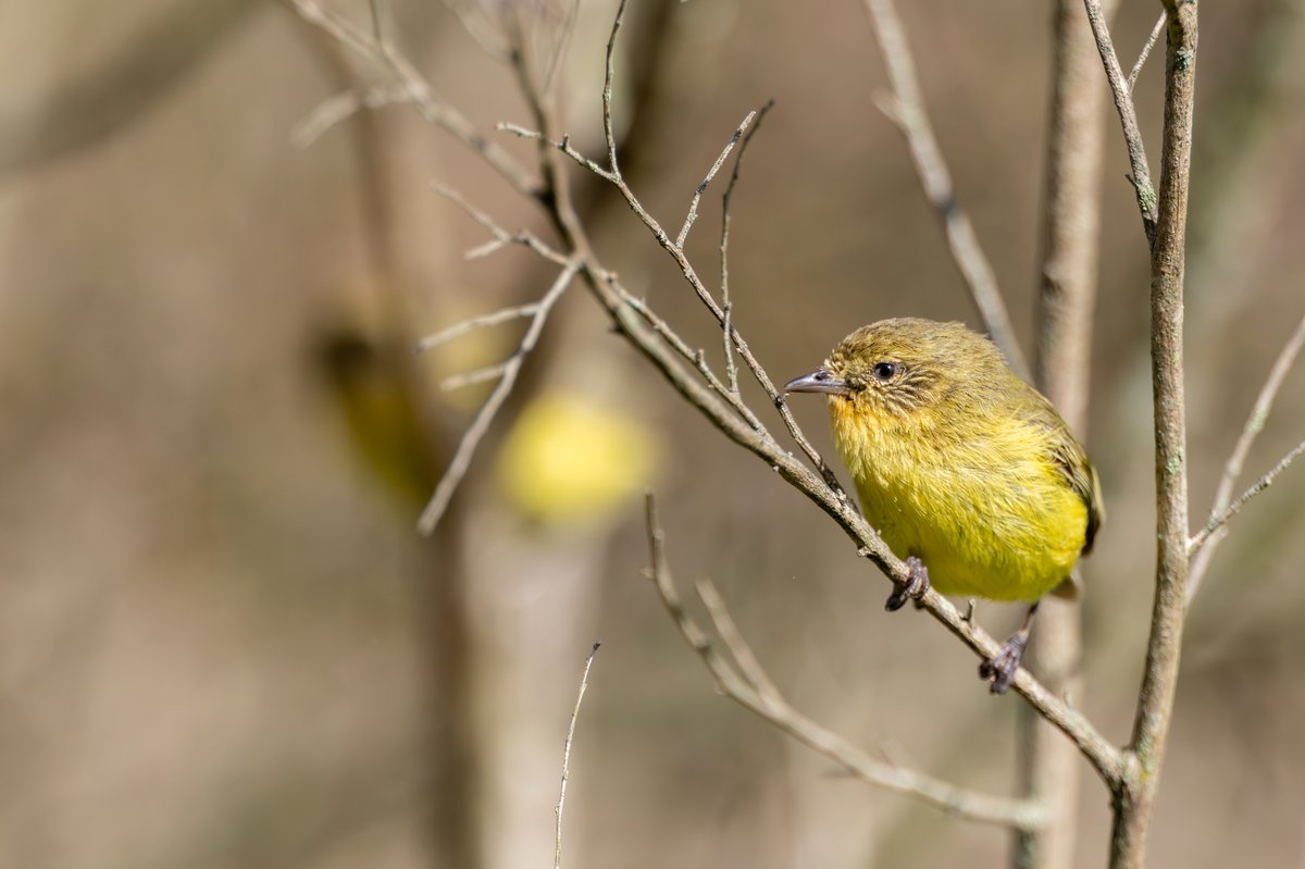 Yellow Thornbill