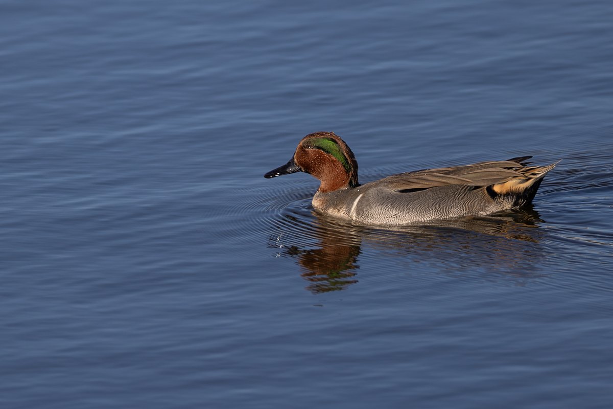 Green-winged Teal