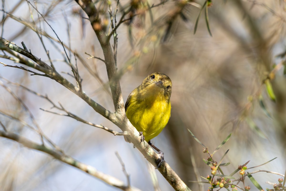 Yellow Thornbill