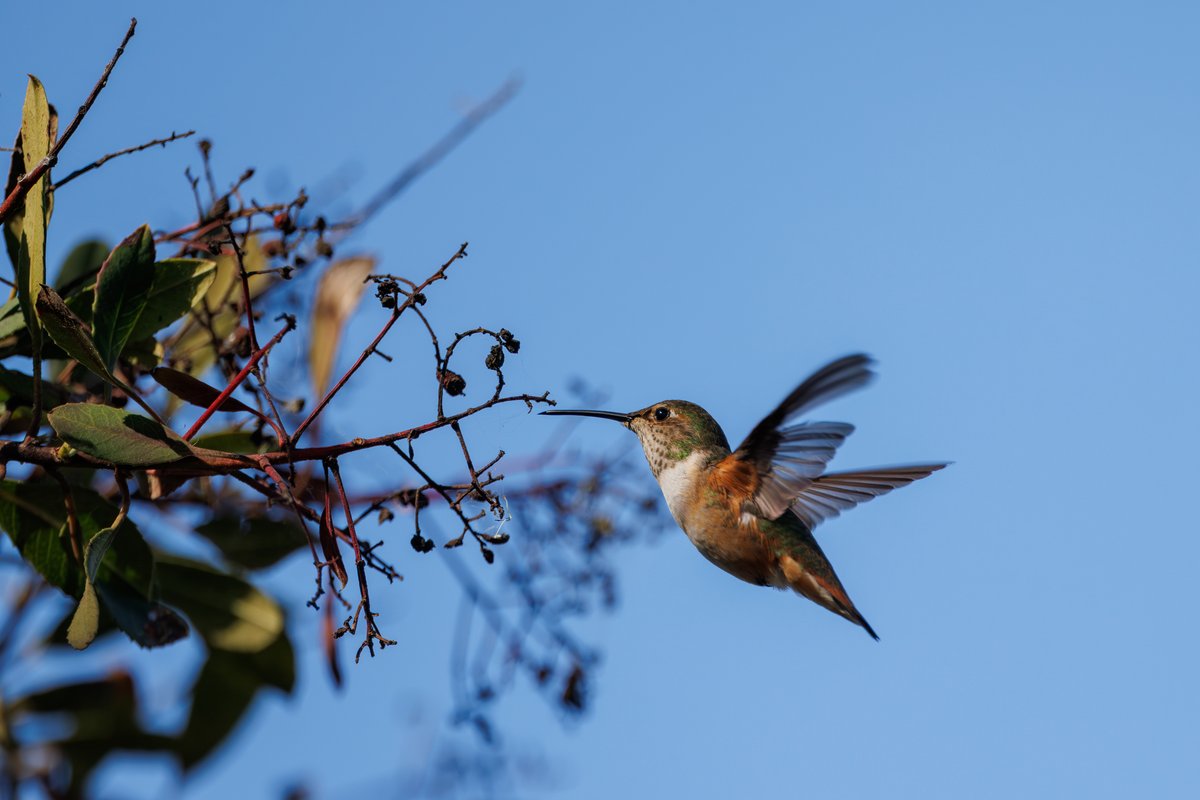 Allen's Hummingbird