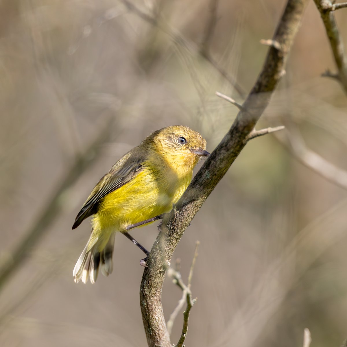 Yellow Thornbill