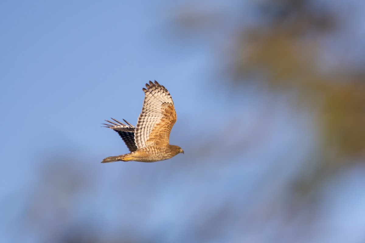 Red-shouldered Hawk