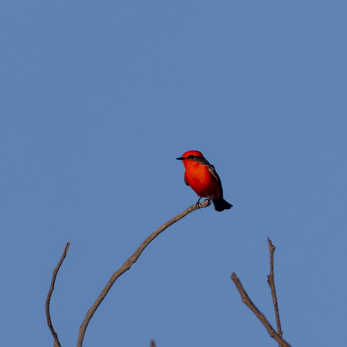 Vermilion Flycatcher