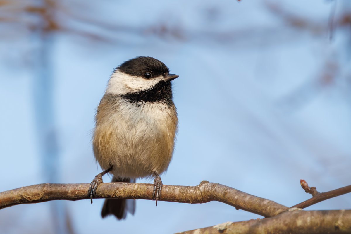 Black-capped Chickadee