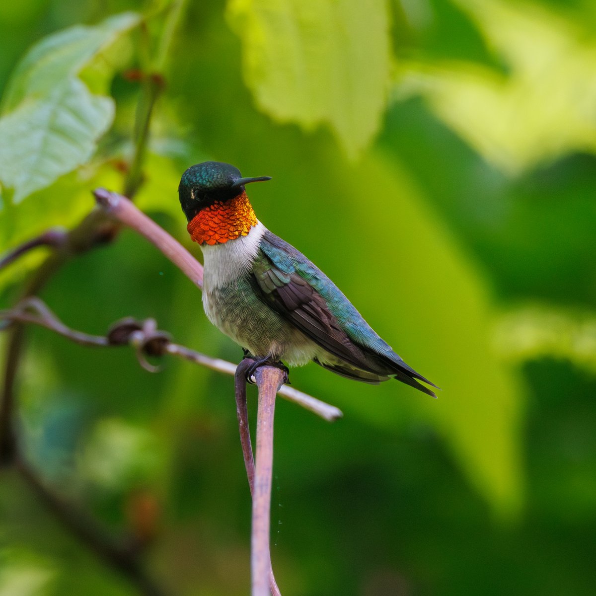 Ruby-throated Hummingbird