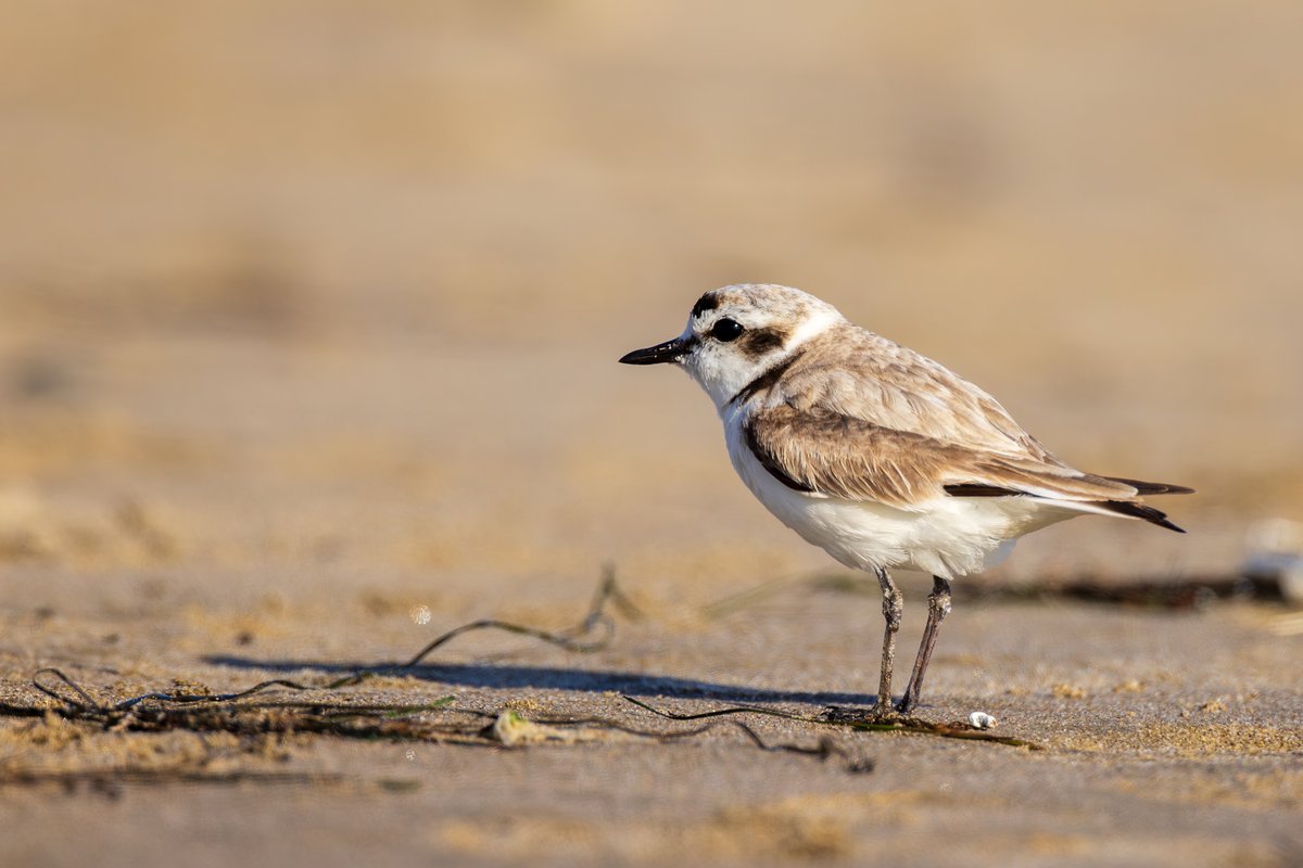Snowy Plover