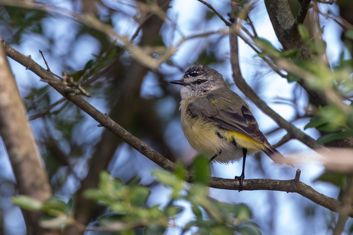 Yellow-rumped Thornbill