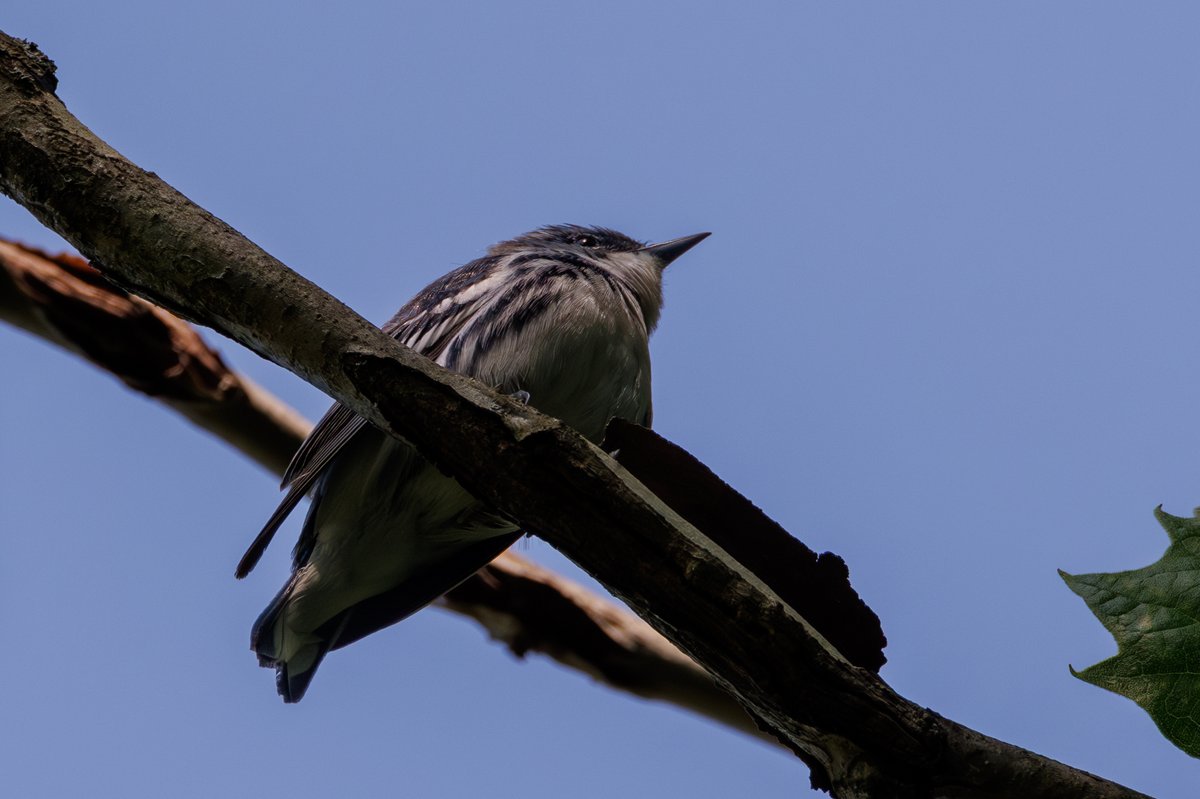 Cerulean Warbler