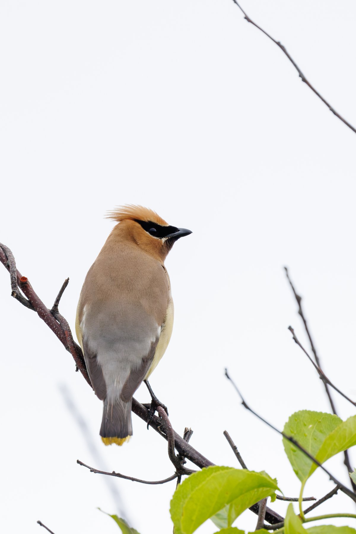 Cedar Waxwing