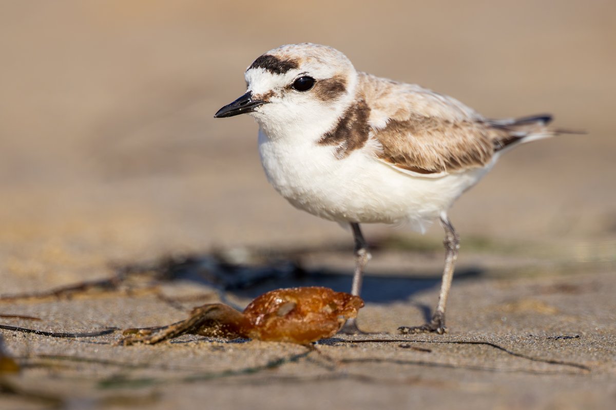 Snowy Plover