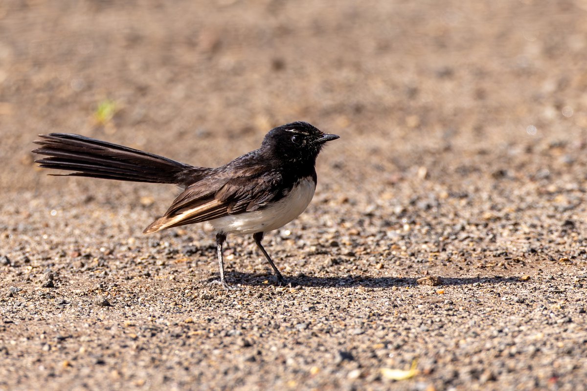Willie Wagtail