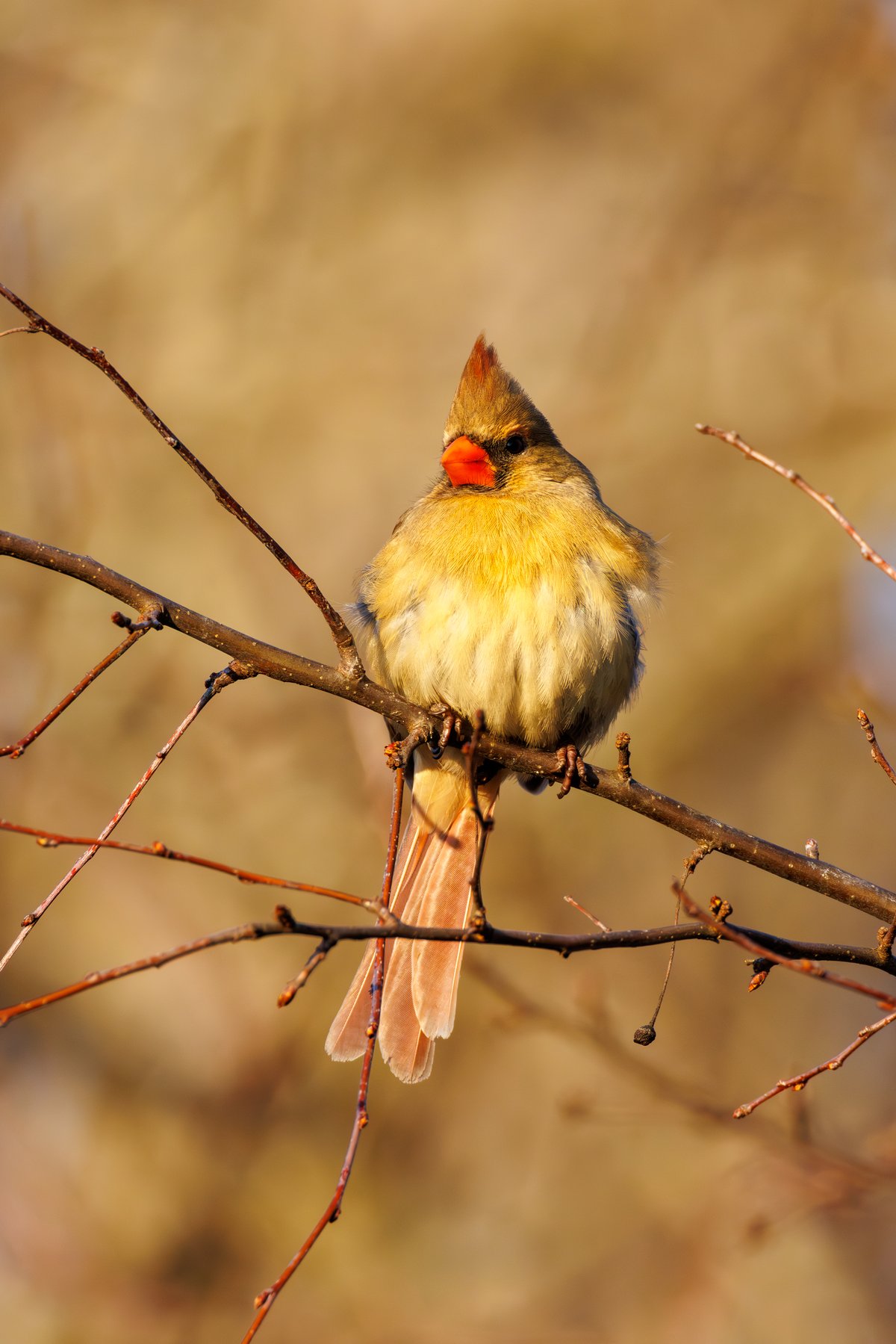 Northern Cardinal