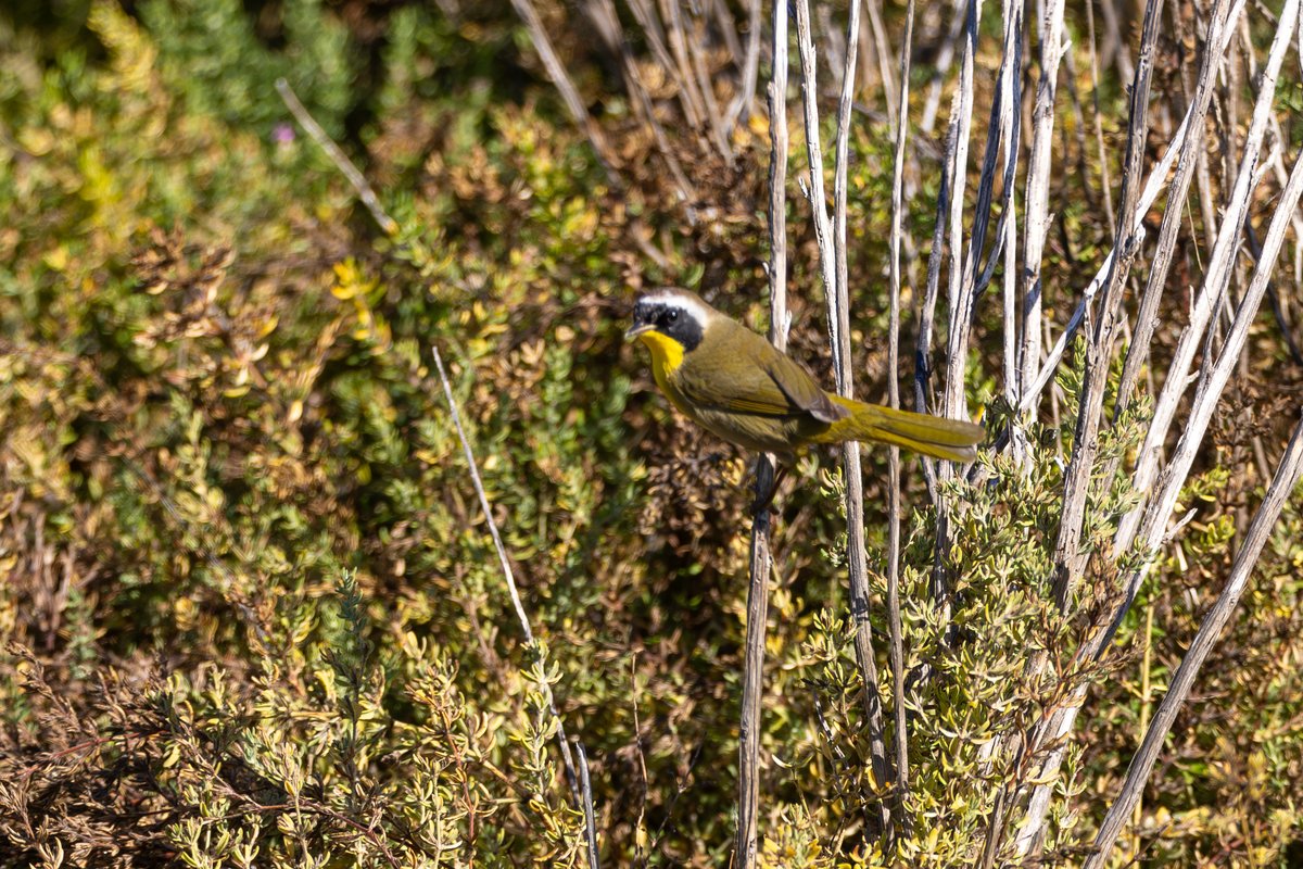 Common Yellowthroat