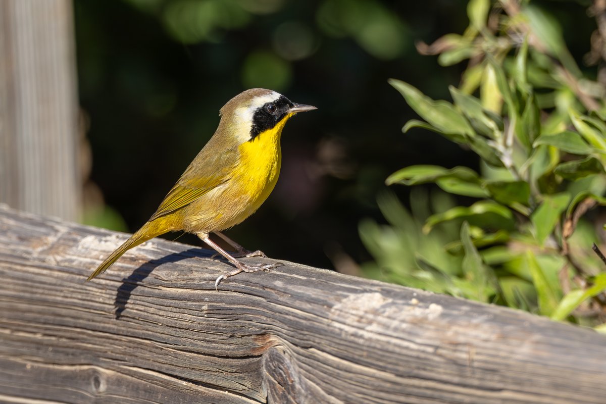 Common Yellowthroat
