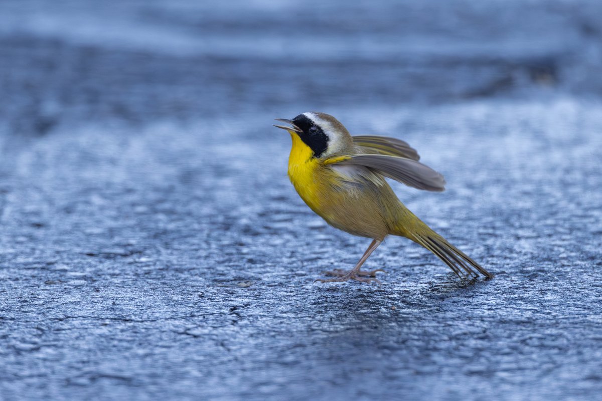 Common Yellowthroat