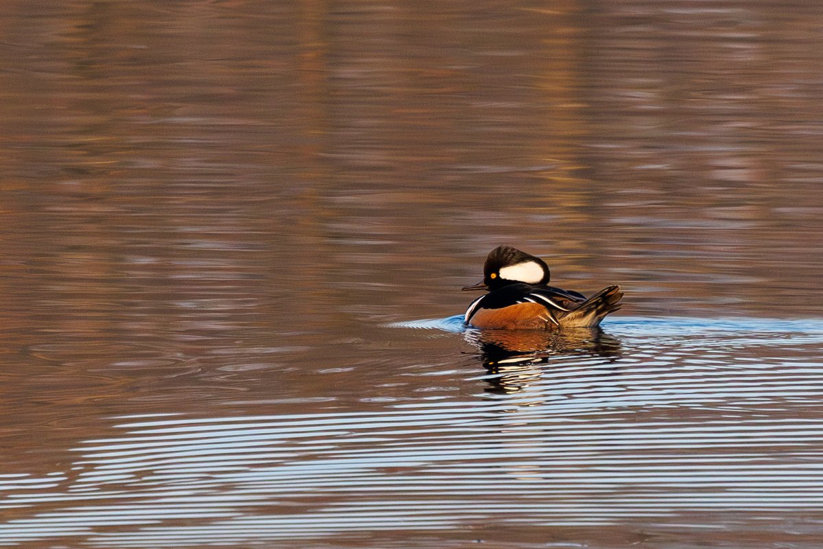 Hooded Merganser