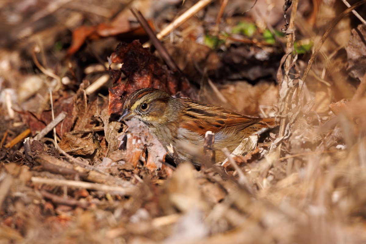 Swamp Sparrow