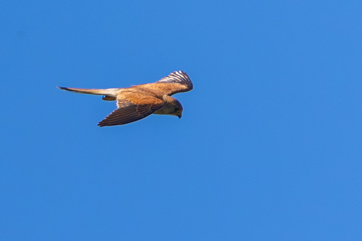 Nankeen Kestrel