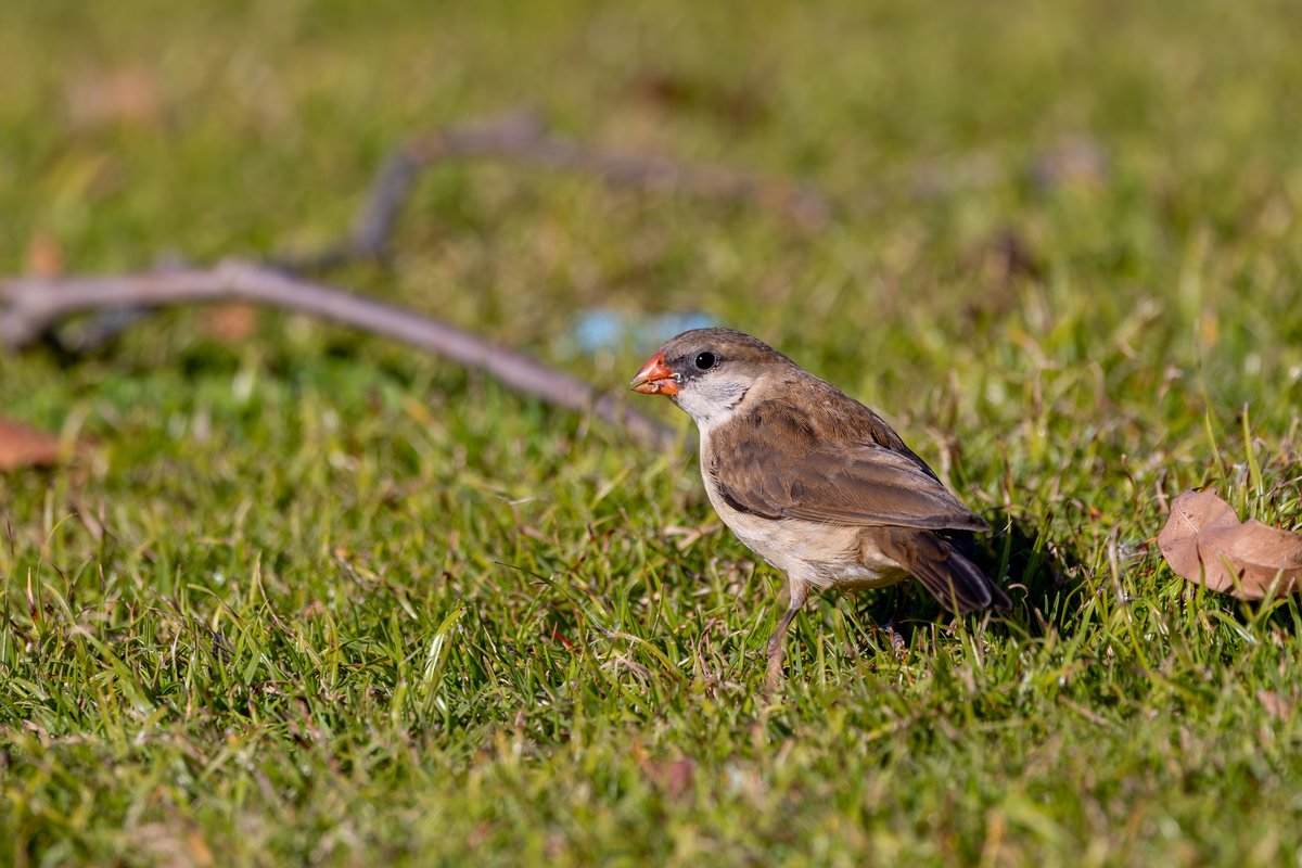 Pin-tailed Whydah