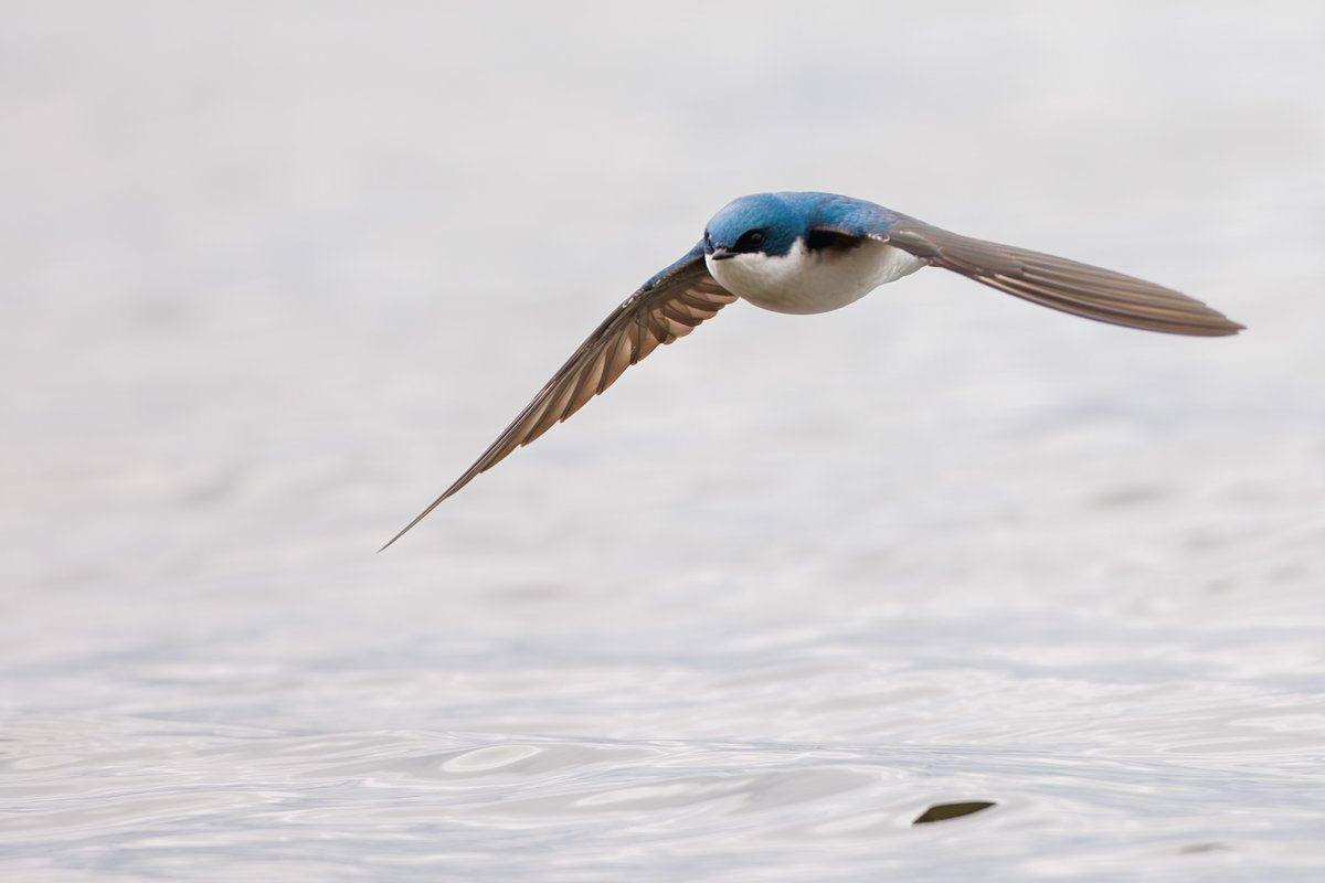 Tree Swallow