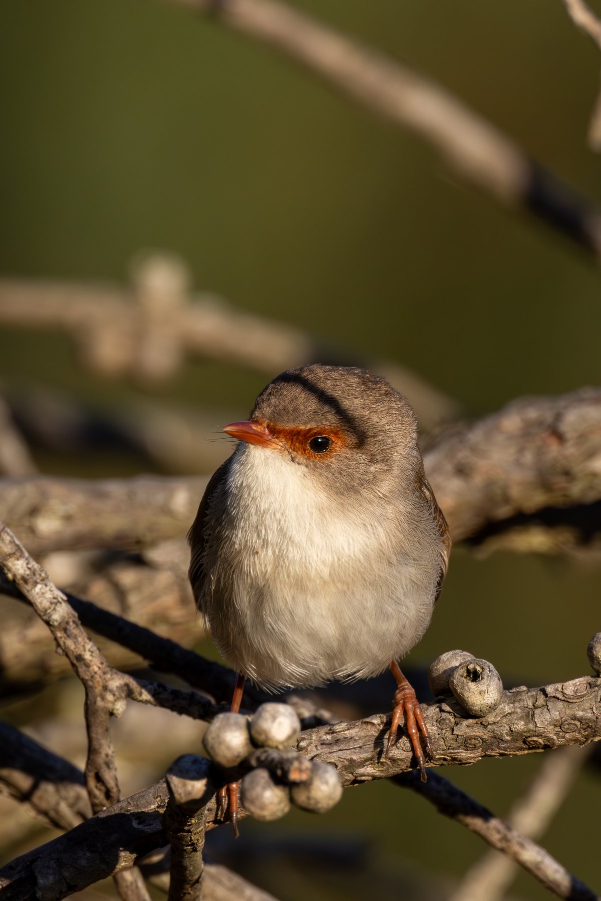 Superb Fairywren