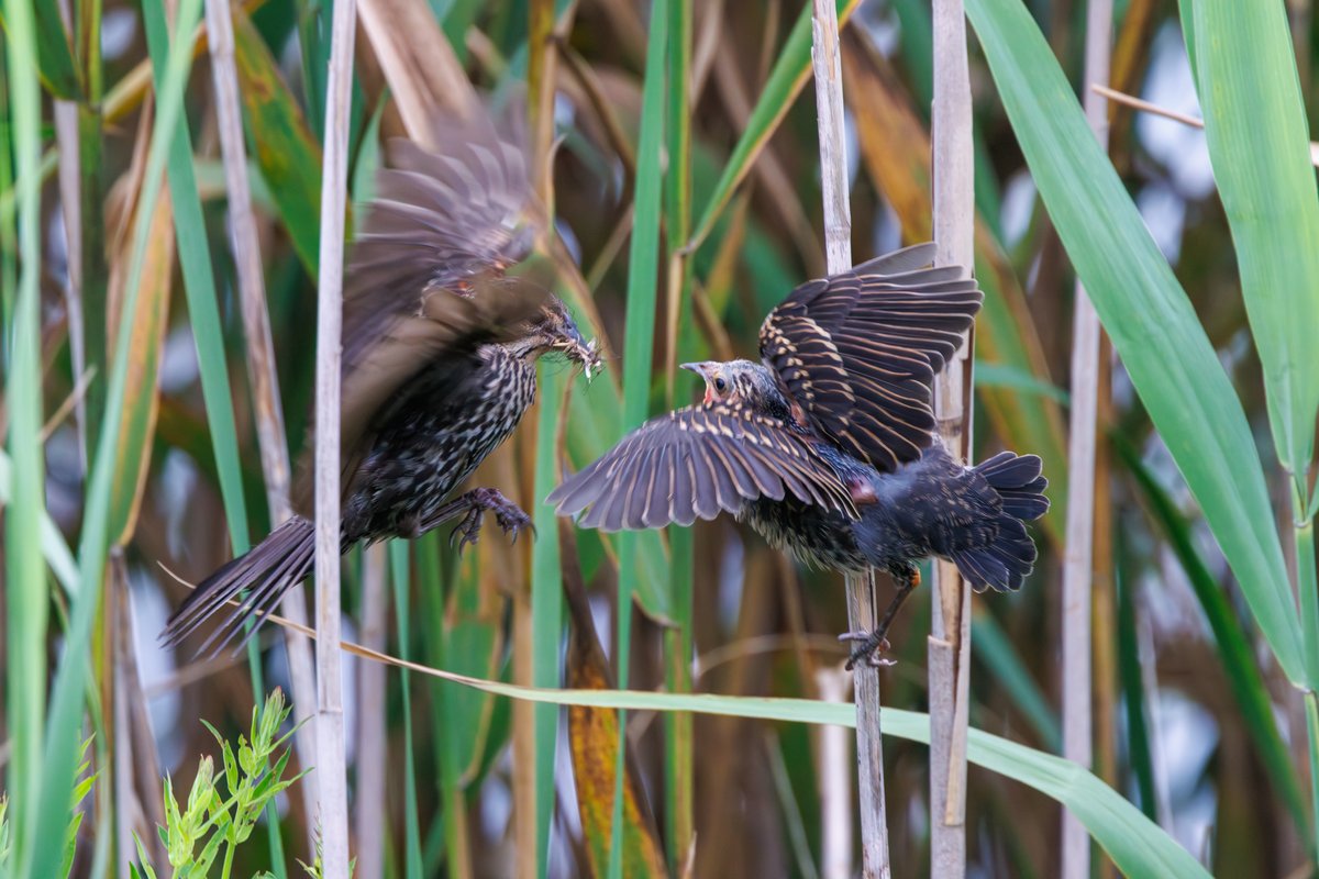 Red-winged Blackbird