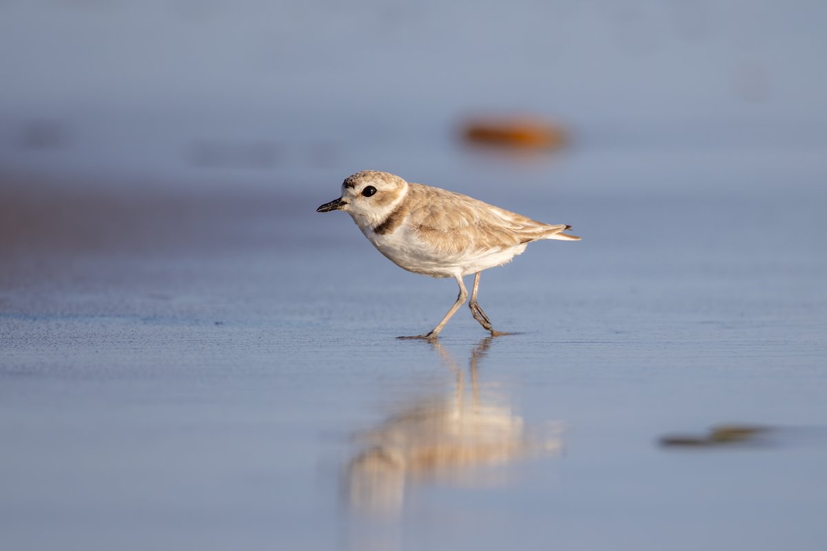 Snowy Plover